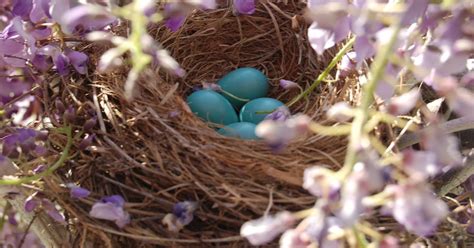 Marsha Mpressions: Why do Red Robins lay blue eggs?