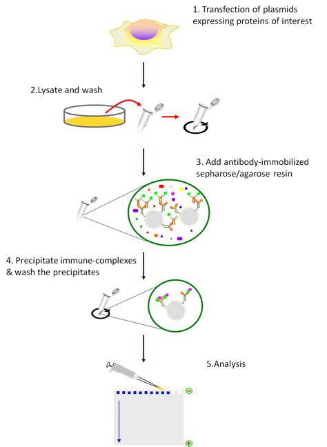 Principle and Protocol of Co-Immunoprecipitation - Creative BioMart