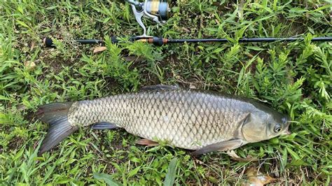 How To Smoke Grass Carp - Recipes.net