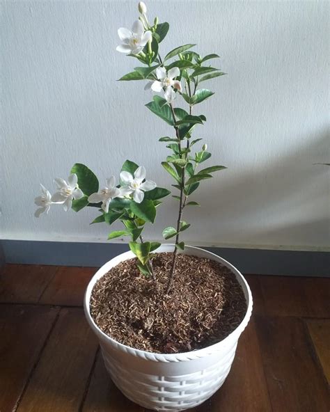 White Angel Plant with white pot, Furniture & Home Living, Gardening ...