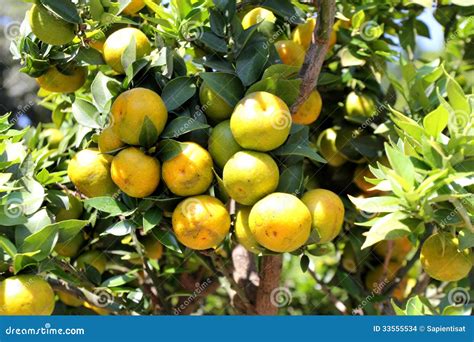 Mandarin orange tree stock photo. Image of tree, nature - 33555534