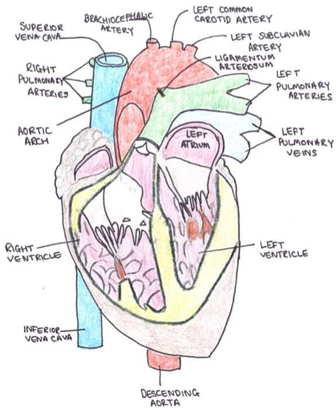 Great Vessels of the Heart - TeachMeAnatomy