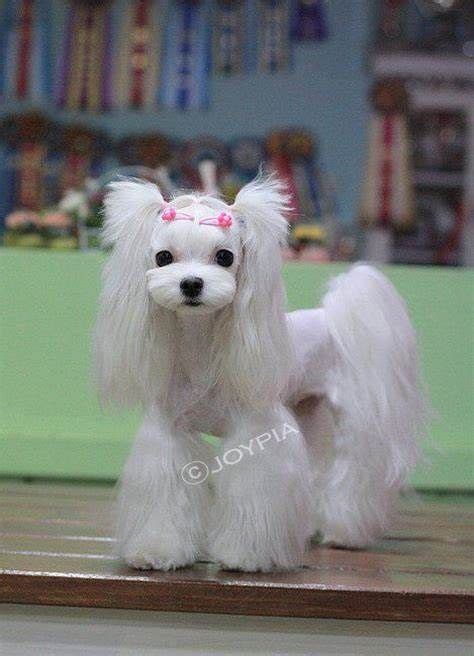 maltese dog haircuts - - Image Search Results | Maltese dogs, Cute dogs ...