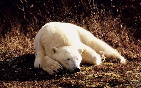 Wallpaper Polar bear sleeping, sunshine 2880x1800 HD Picture, Image