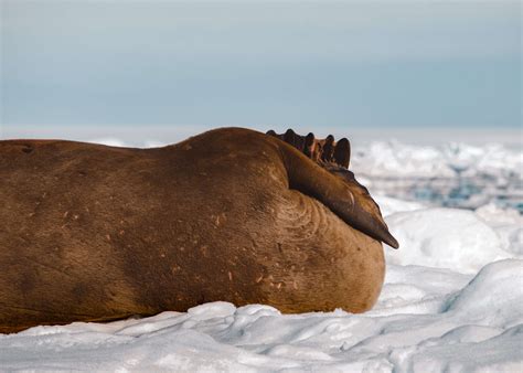 Wildlife of Svalbard — Moore Misadventures