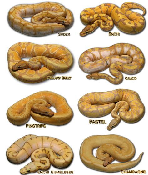 Banana Ball Pythons: A Look Back At The Morph - Dynasty Reptiles