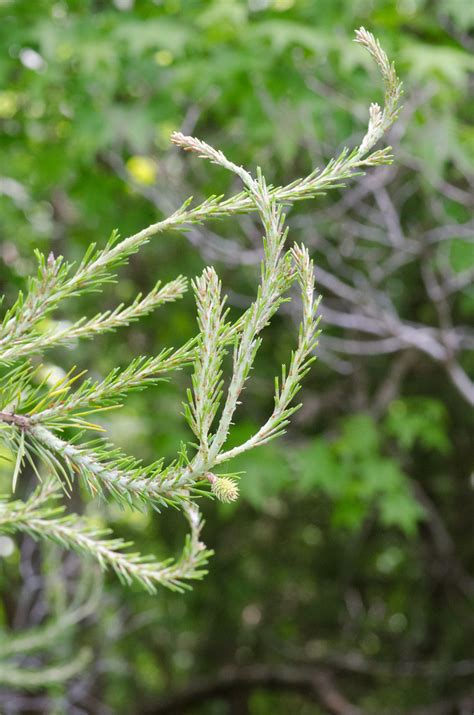 Pinus virginiana, Virginia pine | Johnston Mill Nature Prese… | Flickr