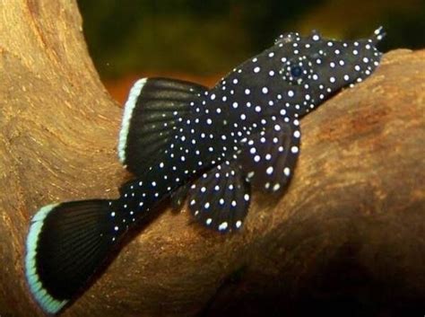 L183 Starlight Pleco (4cm)