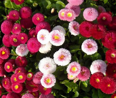 Daisy English Bellis Perennis Seeds