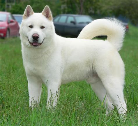 15 Very Beautiful White Akita Dog Pictures And Photos | Perro akita, Perros, Razas de perros