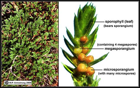 Pteridophyte Photos