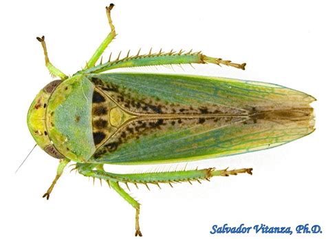 Hemiptera-Auchenorrhyncha-Cicadellidae-Hamana dictitoria-Leafhoppers (A) - Urban Programs - El ...