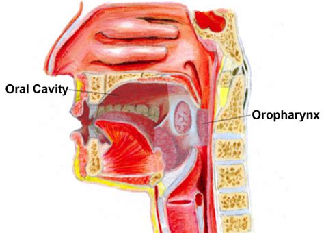 MUSC ENT E-Update: Oral Cavity and Oropharyngeal Cancer, A New Staging ...