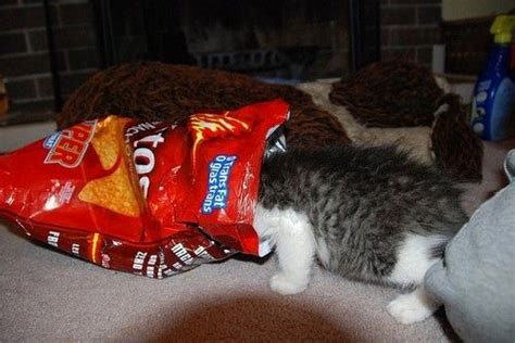 20 Cats Eating Human Food | Human food, Cats, Cool pets