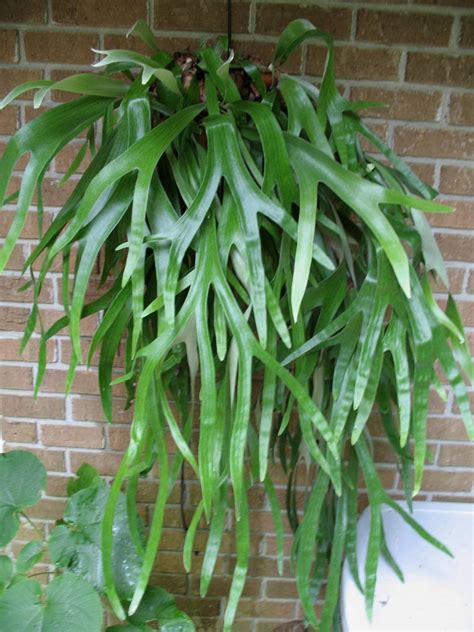 staghorn fern | Staghorn fern, Types of ferns, Ferns