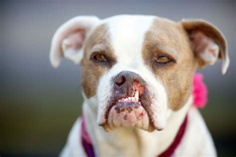 Cleft Palate in Dogs