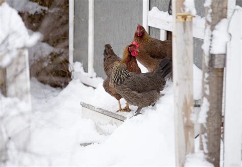 7 Tips for Keeping Chickens in Winter - ChickenCoopGuides.com