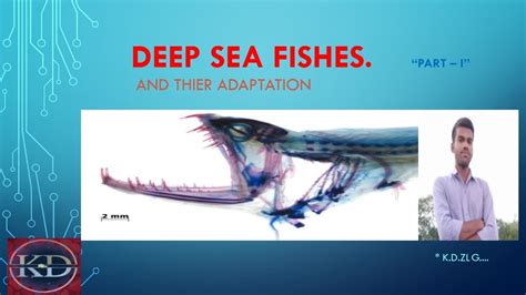 Deep sea fish ## deep sea fish and their adaptation.. - YouTube