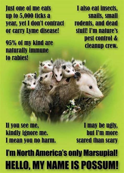 Possum Facts | MyConfinedSpace