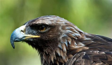 Golden Eagle | Facts, Information and Habitat | Animal Corner