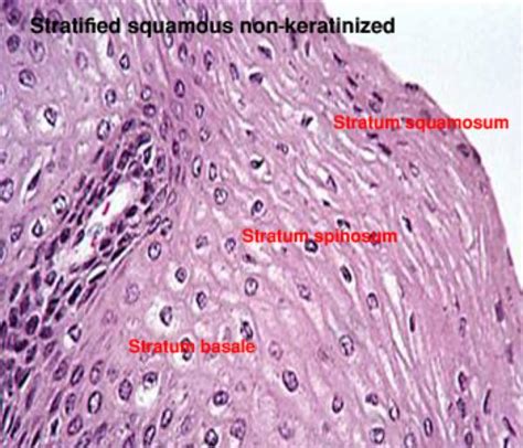 Stratified Squamous Epithelium