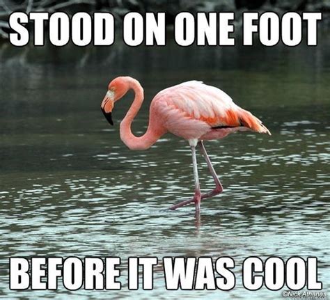 Flamin Hott Flamingo Memes