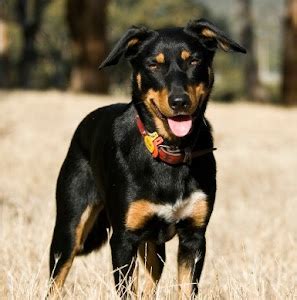 About Dog Australian Kelpie: Training Your Australian Kelpie to Listen ...