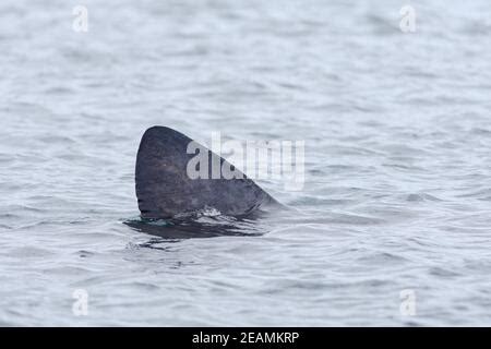 Basking shark Cetorhinus maximus, dorsal fin at surface, Crossapol, Tiree, Scotland, UK, May ...