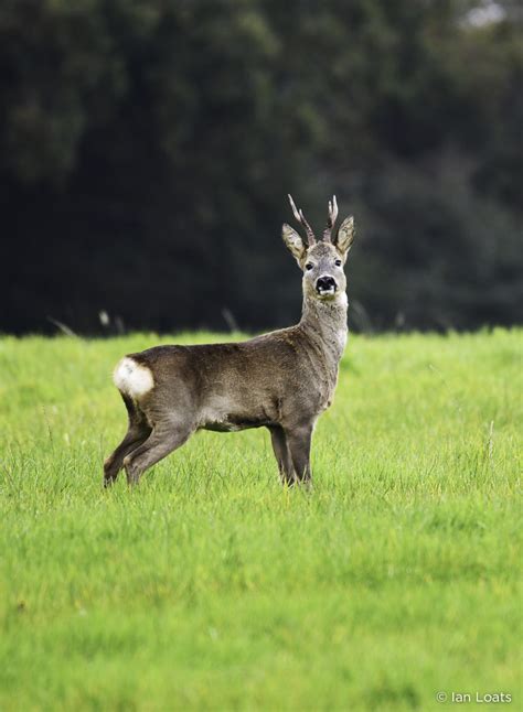 Best WILDLIFE Birds West Dorset Camping Caravanning Charmouth