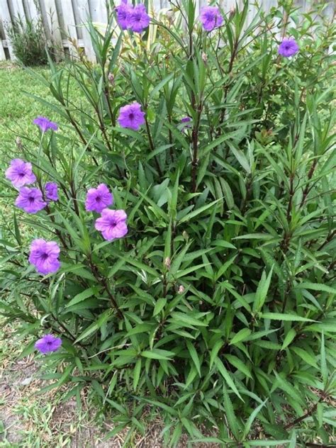 MEXICAN PETUNIA by Garden Answers Plant Id | Plants, Trees to plant, Outdoor plants