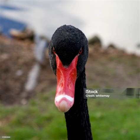 Angry Swan Stock Photo - Download Image Now - Anger, Animal, Beak - iStock