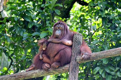 Cute new additions to Taiping zoo and night safari | The Star