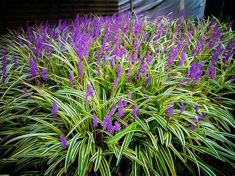 Liriope Ground Cover