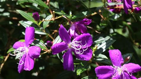 How to grow spectacular Tibouchina | Yates