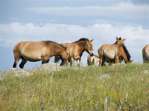 Khustain Nuruu National Park - Mongolia - Your Guide