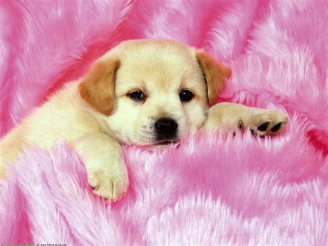 Pictures Of Cute Puppies For Wallpaper - Infoupdate.org