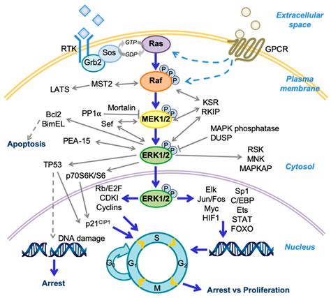 IJMS | Free Full-Text | Growth Inhibitory Signaling of the Raf/MEK/ERK Pathway