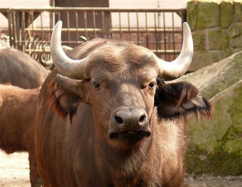 Buffalo Free Stock Photo - Public Domain Pictures