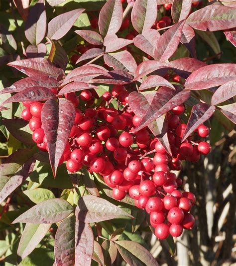 Ten Backyard Landscaping Ideas for a Shade Garden | RYAN Lawn