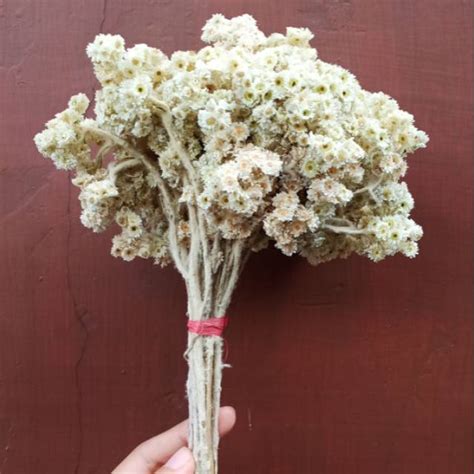 Jual Bunga Edelweiss Lawu Putih / Bunga Edelweis / Bunga Kering / Bunga Rustic | Shopee Indonesia