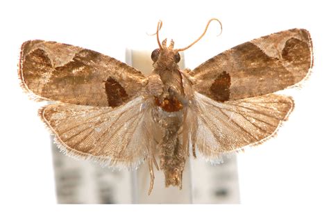 Sorolopha archimedias (Meyrick, 1912) – Australian Moths Online