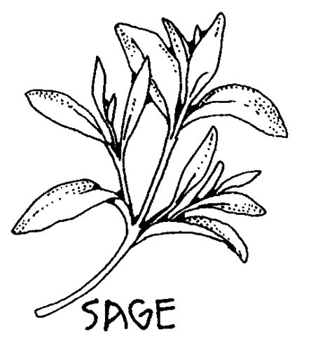 Free Herbs Clipart Black And White, Download Free Herbs Clipart Black And White png images, Free ...