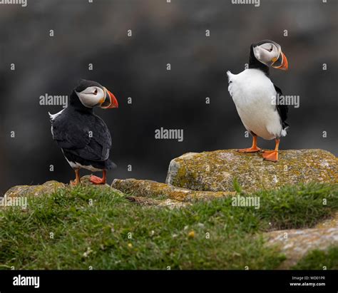 Atlantic Puffins during mating season Stock Photo - Alamy