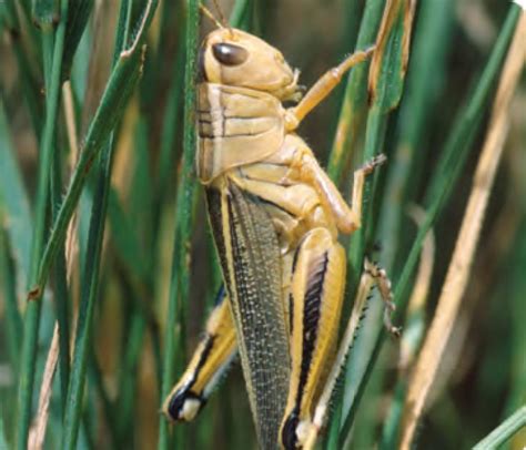 Animal Facts: Grasshopper | Canadian Geographic