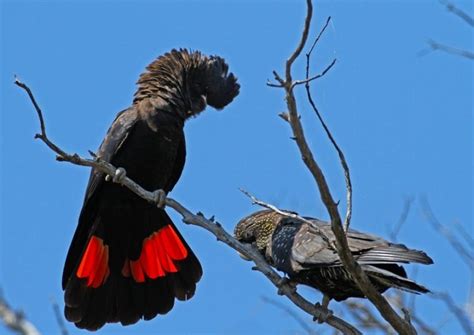 Red-Tailed Black Cockatoo Facts, Care as Pets, Habitat, Diet, Pictures