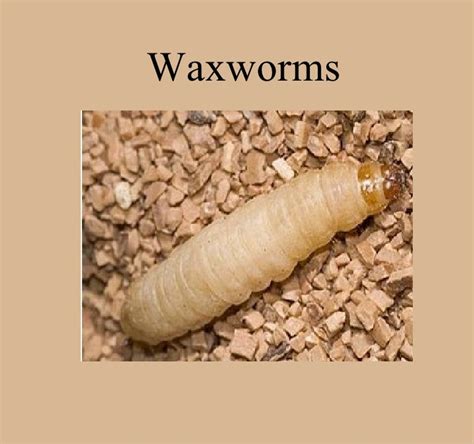 Waxworm Grade 1