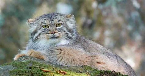 Pallas Cat Behavior - AnimalBehaviorCorner