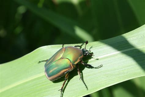 Green June Beetle Diet: Everything You Need to Know - EatHappyProject