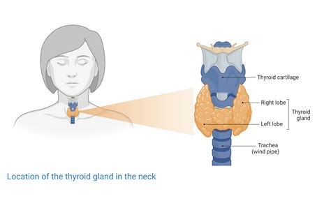 Thyroid gland | Glands