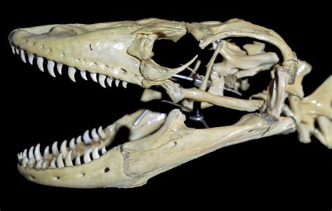 File:KomodoDragon Skull.jpg - Wikimedia Commons